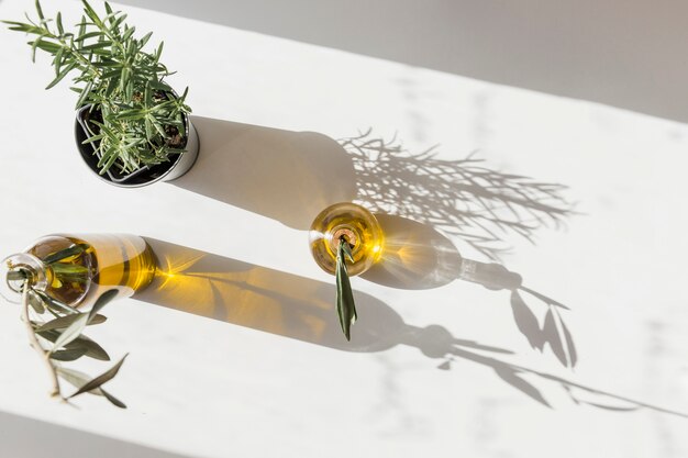 Vista elevata del vaso di rosmarino con due bottiglie di olive sotto la luce del sole