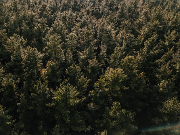 Vista elevata della foresta di conifere