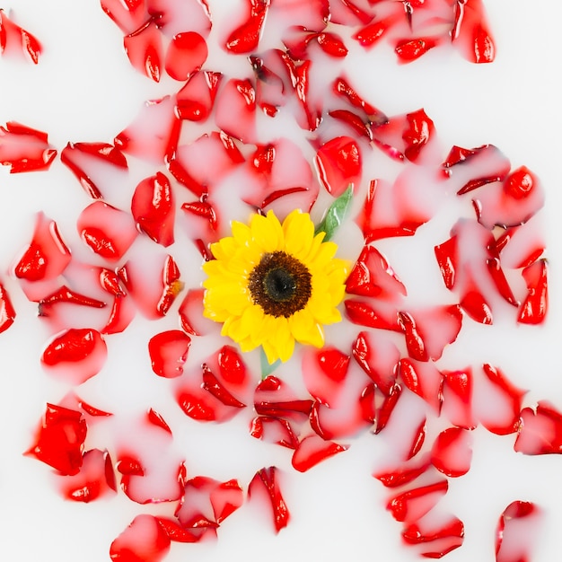 Vista elevata di fiori gialli circondati da petali rossi sul latte