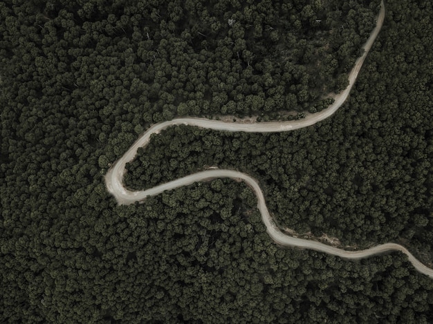 Vista elevata di fitta foresta e tortuosa strada