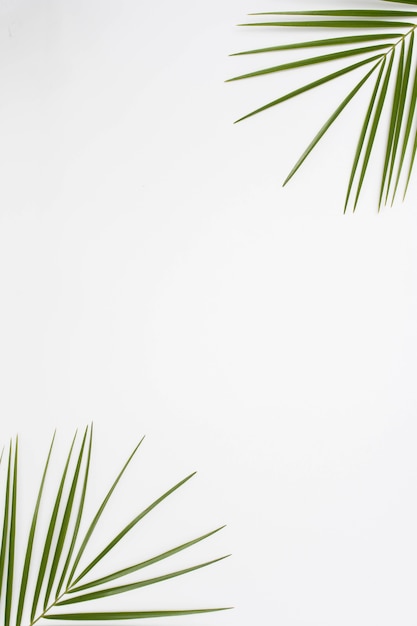 Vista elevata di foglie di palma all'angolo del fondale bianco