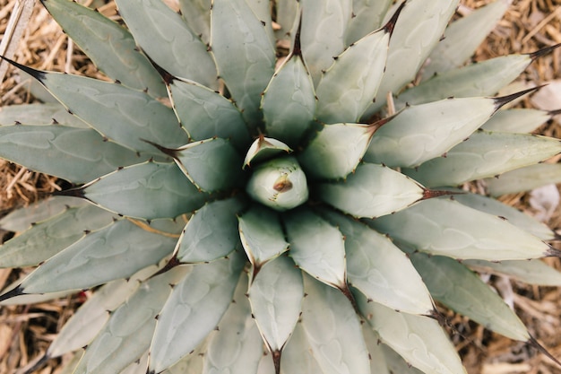 Vista elevata di una bella pianta succulenta