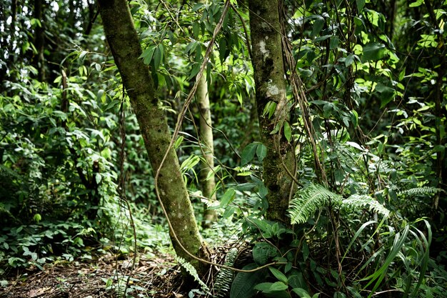 Vista frontale bella foresta tropicale