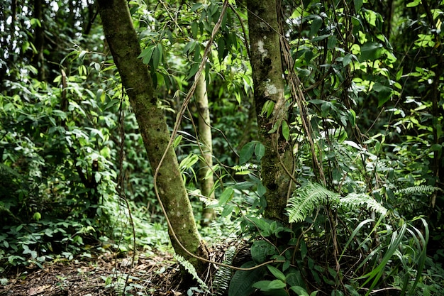 Vista frontale bella foresta tropicale