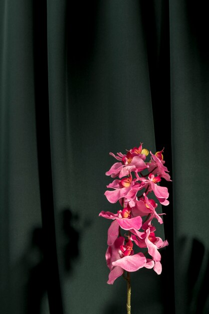 Vista frontale bella orchidea rosa