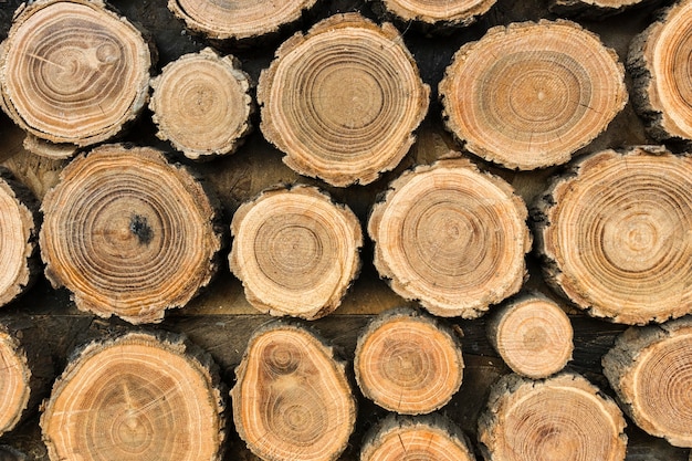 Vista frontale dei tronchi di legno
