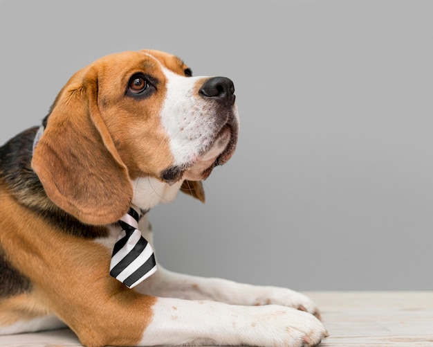 Vista frontale del bellissimo cane con copia spazio