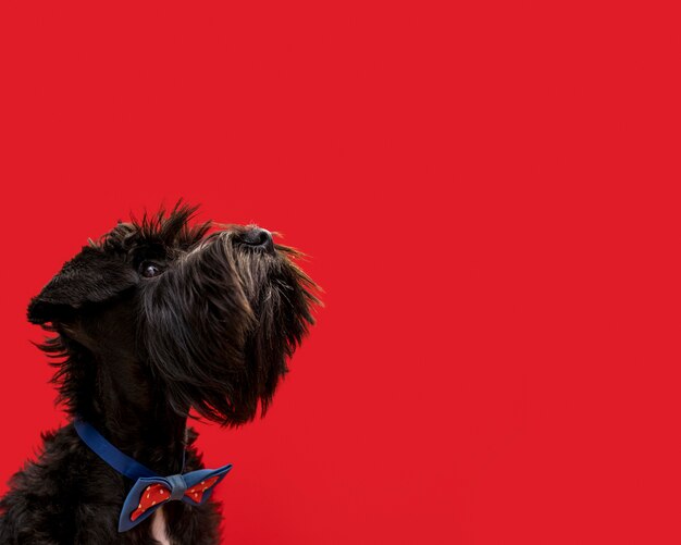 Vista frontale del bellissimo cane con copia spazio
