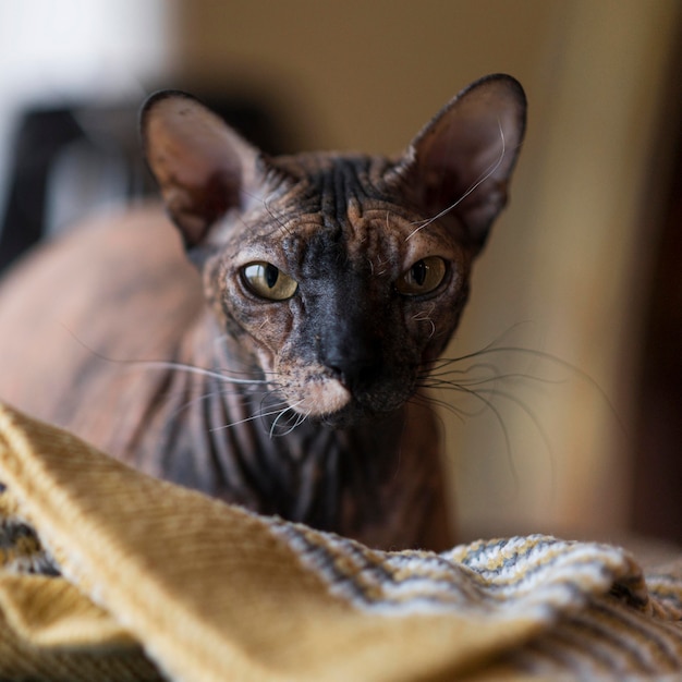 Vista frontale del bellissimo concetto di gatto