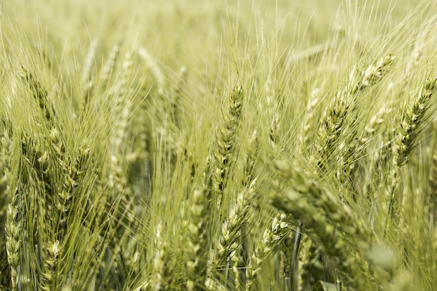 Vista frontale del campo di grano