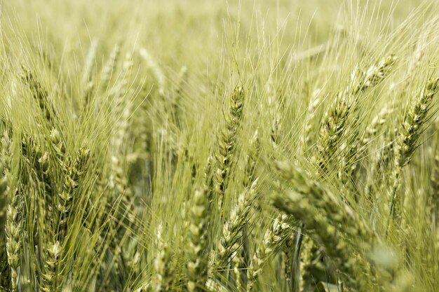 Vista frontale del campo di grano