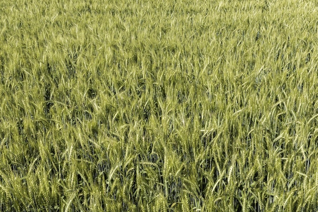 Vista frontale del campo di grano