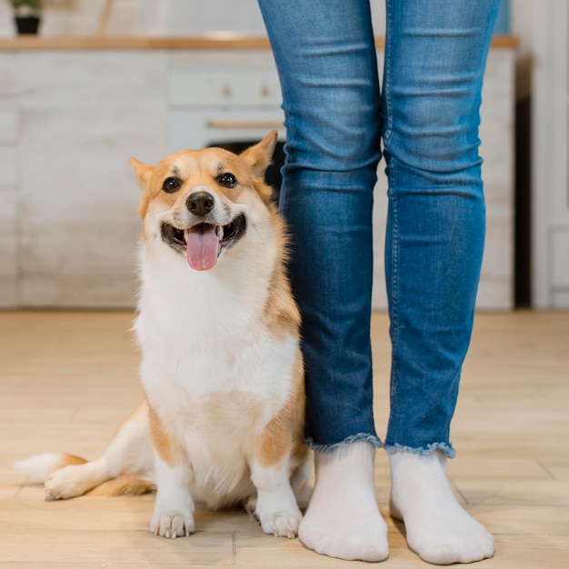 Vista frontale del cane seduto accanto al proprietario