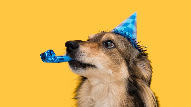 Vista frontale del concetto di cane carino divertente