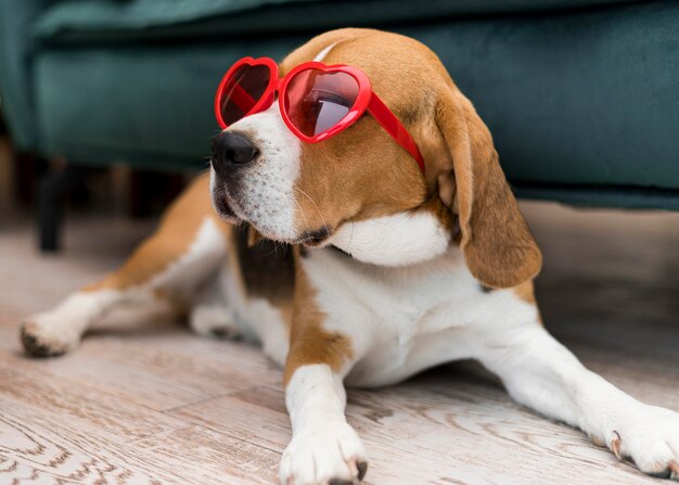 Vista frontale del concetto di cane carino divertente