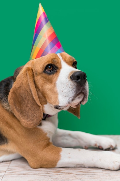 Vista frontale del concetto di cane carino divertente