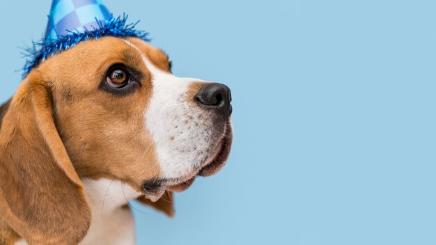 Vista frontale del concetto di cane carino divertente