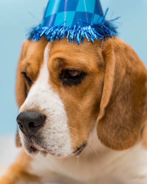 Vista frontale del concetto di cane carino divertente