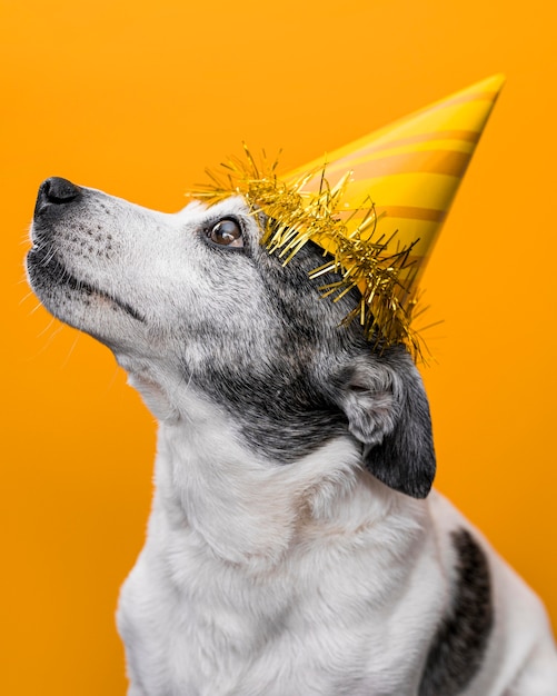 Vista frontale del concetto di cane carino divertente