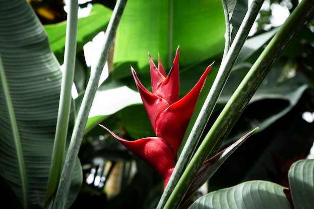 Vista frontale del fiore tropicale di Heliconia