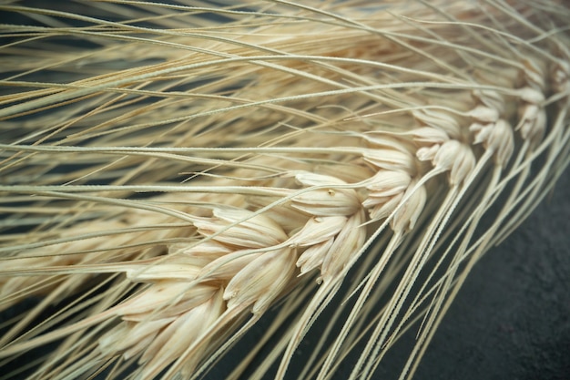 Vista frontale del grano fresco sulla foto a colori della pianta del pane scuro