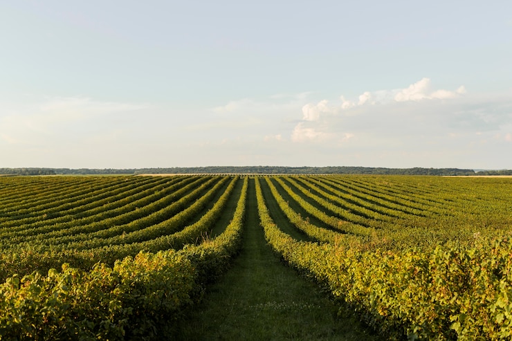 Foto gratuito vista frontale del paesaggio con vegetazione e cielo sereno