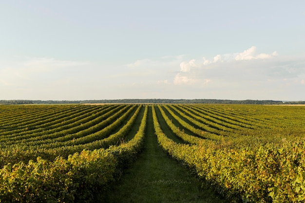 Vista frontale del paesaggio con vegetazione e cielo sereno