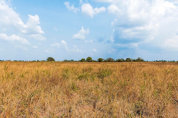 Vista frontale del paesaggio della natura africana con vegetazione