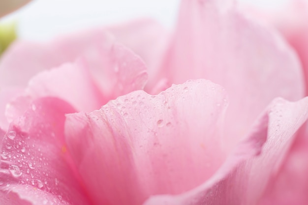 Vista frontale del primo piano dei petali rosa delle rose su fondo nero