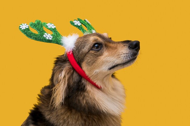 Vista frontale del simpatico cane con il concetto di Natale
