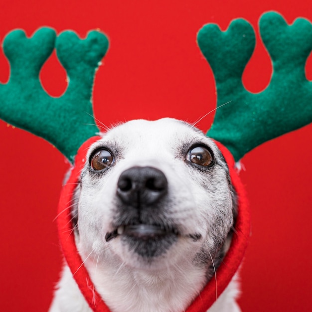 Vista frontale del simpatico cane con il concetto di Natale