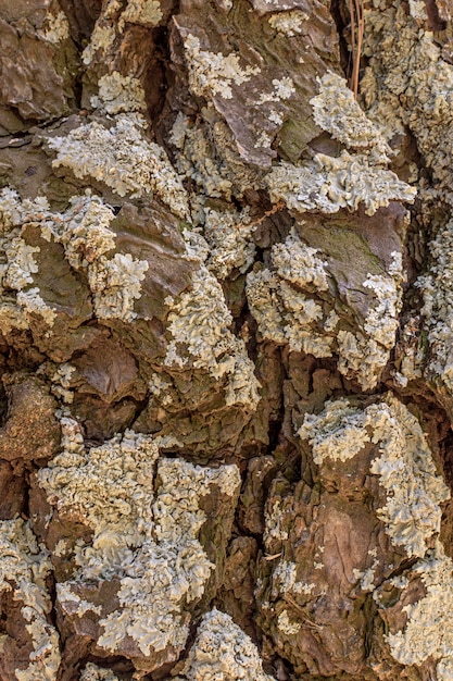 Vista frontale della corteccia di albero