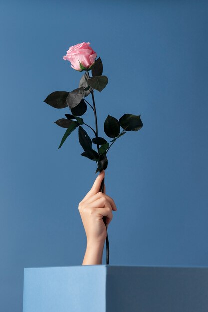 Vista frontale della mano che tiene una rosa