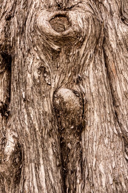 Vista frontale della struttura della corteccia di albero