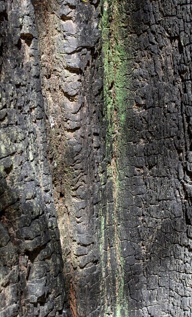 Vista frontale della struttura della corteccia di albero