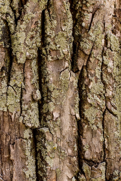 Vista frontale della superficie della corteccia di albero