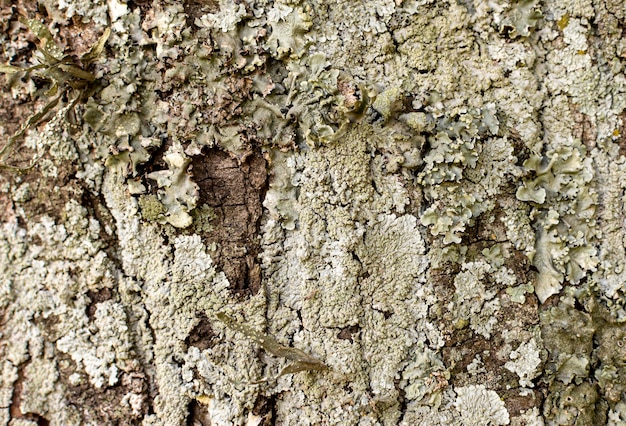 Vista frontale della superficie della corteccia di albero