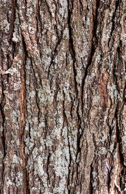 Vista frontale della superficie della corteccia di albero