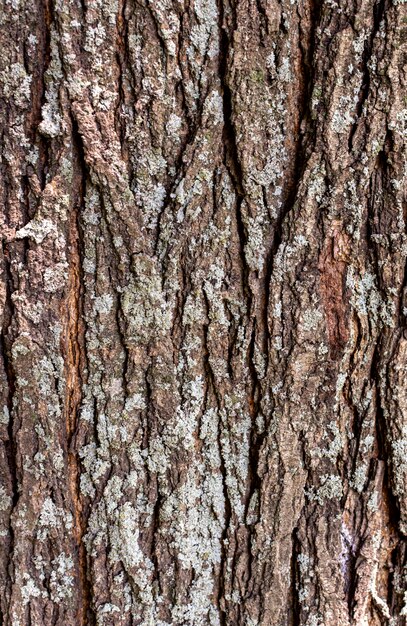 Vista frontale della superficie della corteccia di albero