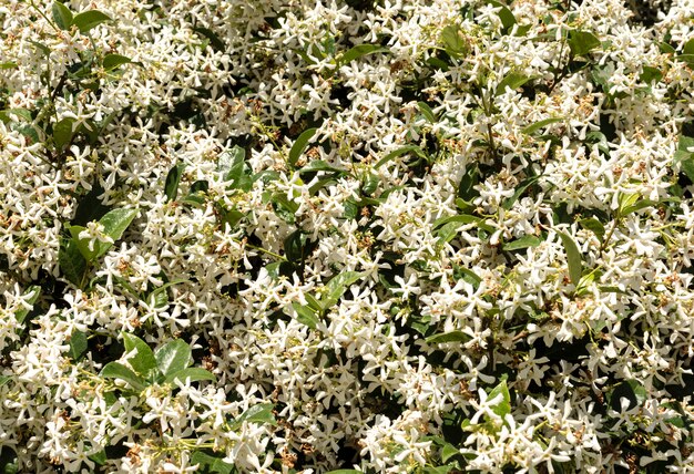 Vista frontale di bellissimi fiori con foglie