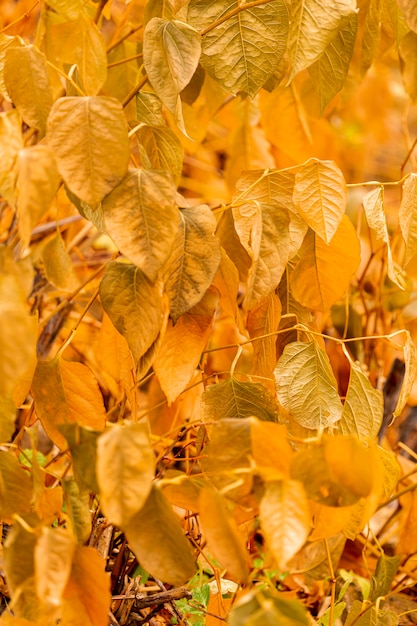 Vista frontale di foglie gialle
