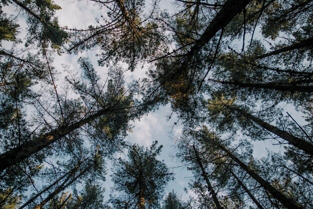 Vista in sezione bassa di alberi ad alto fusto contro il cielo