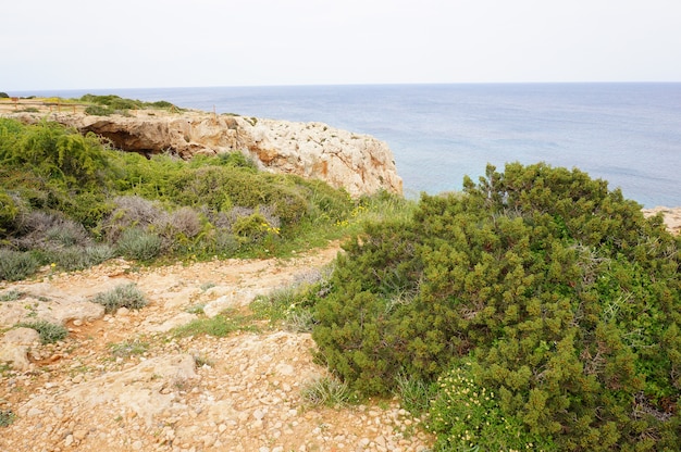 Vista incantevole sull'oceano calmo con scogliere ed erba sulla riva