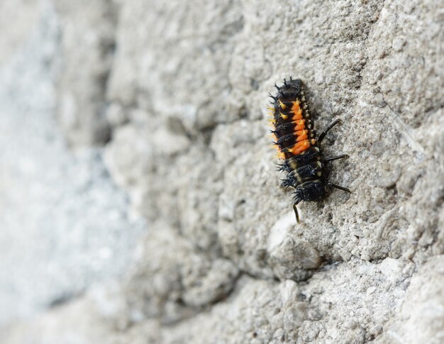 Vista ingrandita della larva della coccinella seduta su una roccia