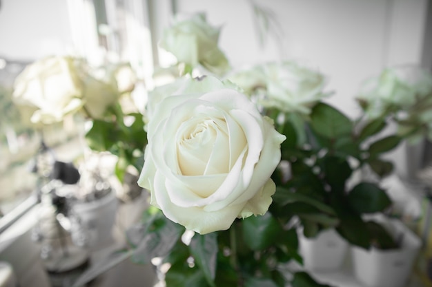 Vista ingrandita di rose bianche con sfondo sfocato