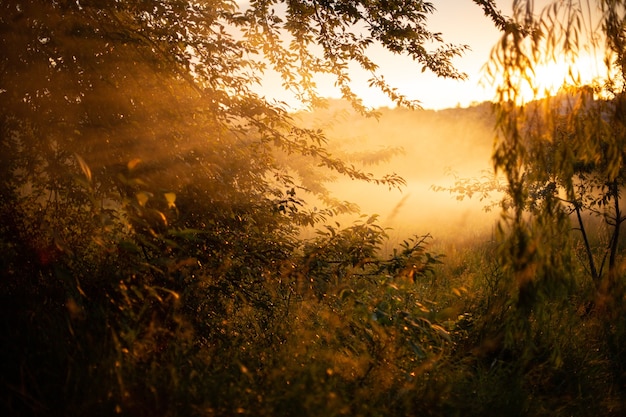 Vista ipnotizzante del sole dorato che splende attraverso i bellissimi salici nella foresta