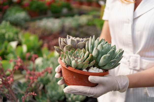 Vista laterale alle mani di donna che indossano guanti di gomma e vestiti bianchi che tengono piante grasse o cactus in vaso con altre piante verdi