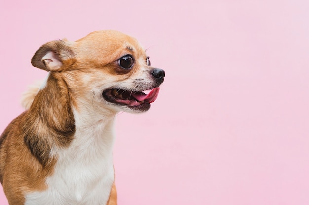 Vista laterale cane giocoso con la lingua fuori