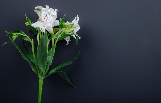 Vista laterale dei fiori bianchi di alstroemeria di colore isolati su fondo nero con lo spazio della copia