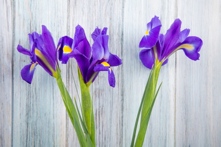 Foto gratuito vista laterale dei fiori viola scuro dell'iride di colore isolati su fondo di legno